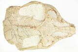 Exquisite Fossil Oreodont (Leptauchenia) Skull - South Dakota #217189-5